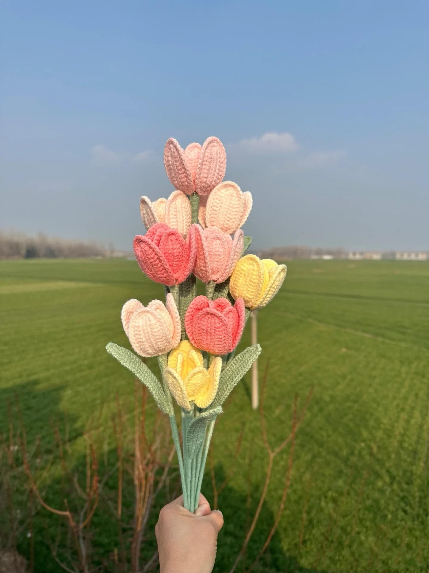 Tulip Flower