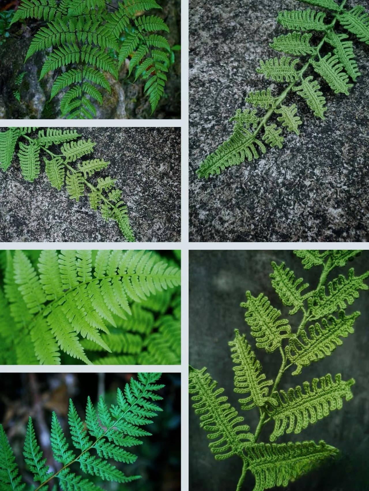 PDF Fern Leaf Crochet Pattern