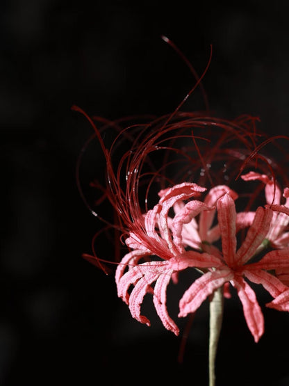 PDF Red spider lily Crochet Pattern