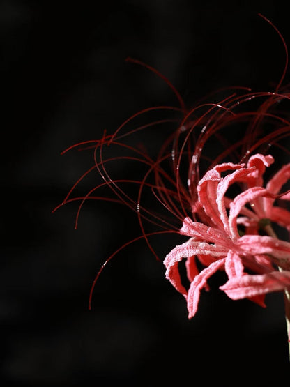 PDF Red spider lily Crochet Pattern