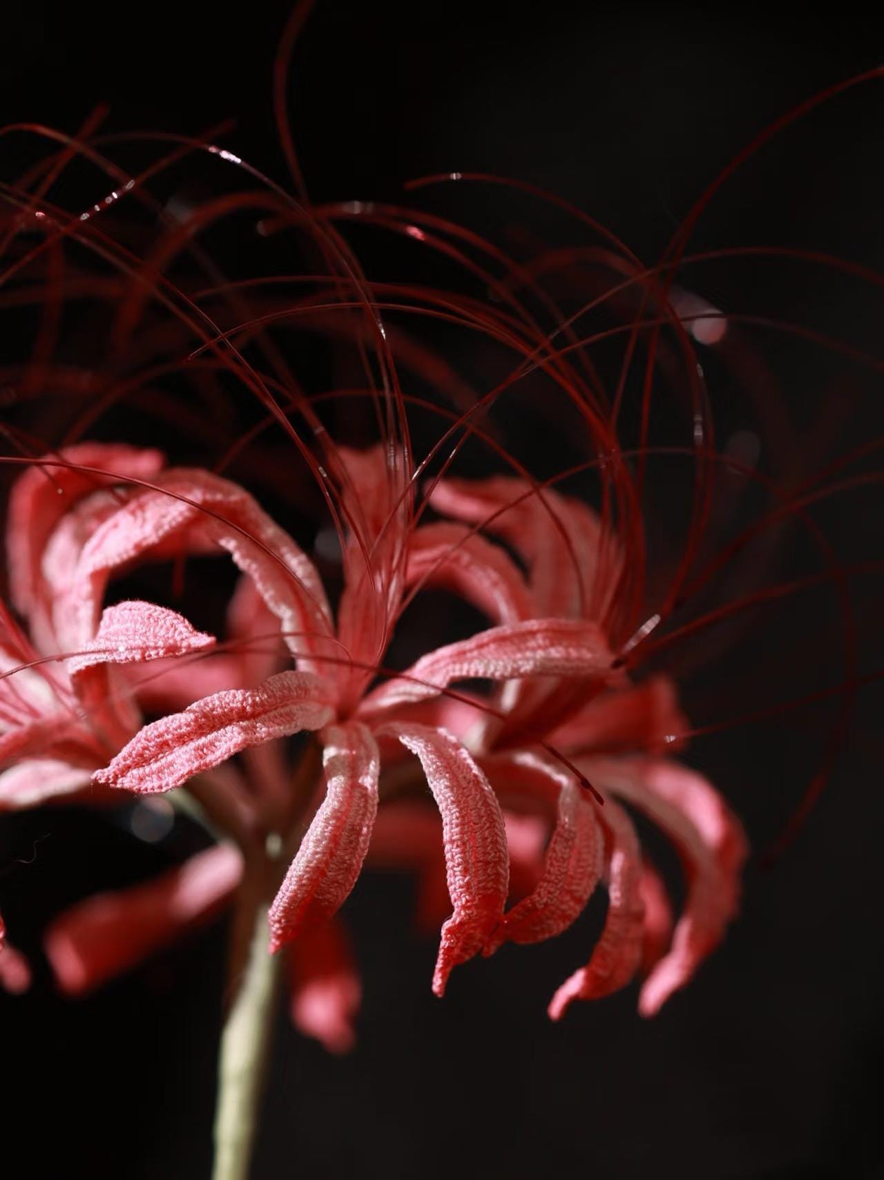 PDF Red spider lily Crochet Pattern